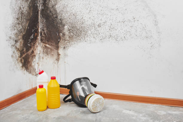 Best Toxic Mold Removal  in Crete, NE