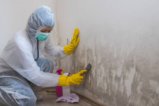 Professional Mold Removal in Crete, NE