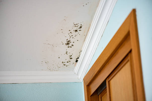 Best Local Mold Removal Service  in Crete, NE